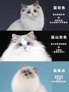 ​布偶猫怎么分辨蓝双和海双（1到12个月布偶猫变化图）