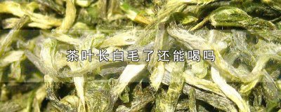 ​白茶茶饼长毛了还能喝吗 茶长毛了还能喝吗?