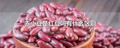 ​赤小豆是红豆吗有什么区别 赤小豆是红豆吗有什么区别图片