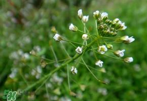 荠菜上的虫子可以吃吗？荠菜有虫能吃吗？