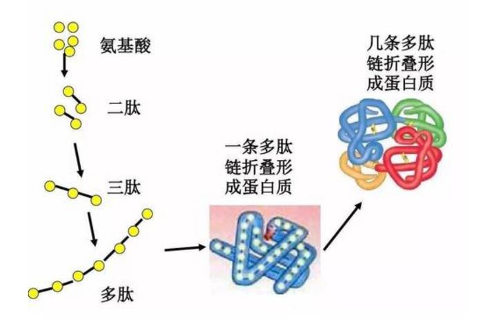 什么是肽？为什么大家买胶原蛋白都首选肽（全面解析）