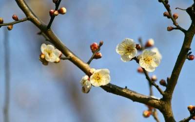 ​梅花什么时候开花，梅花在什么季节开放