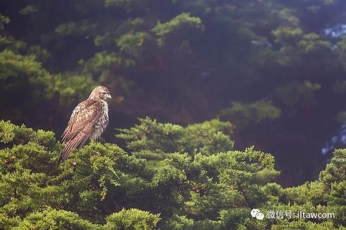 北美洲猛禽-红尾鵟