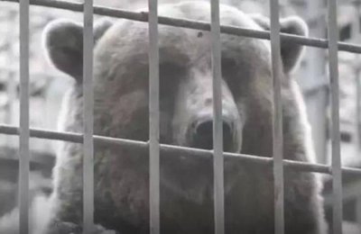 ​黑熊被关笼子十几年，被救出时无法适应，早已忘记自由滋味