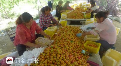 ​拜城乡村红火的“吊干杏”敲开销往内地的生意经