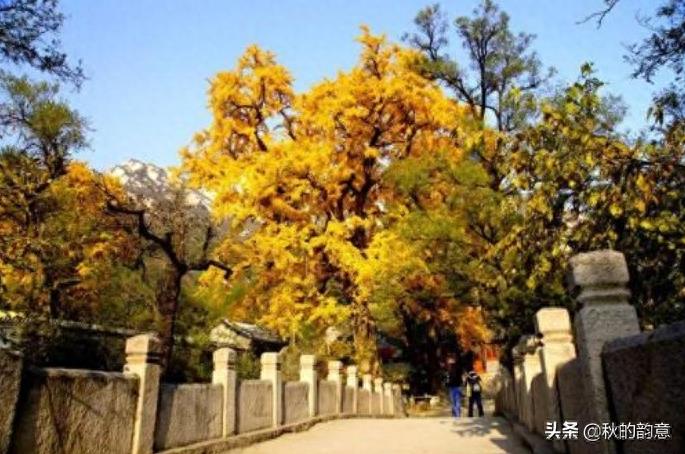 龙泉寺，位于北京海淀区西北边，景点有迎客松、金龙桥、古银杏树