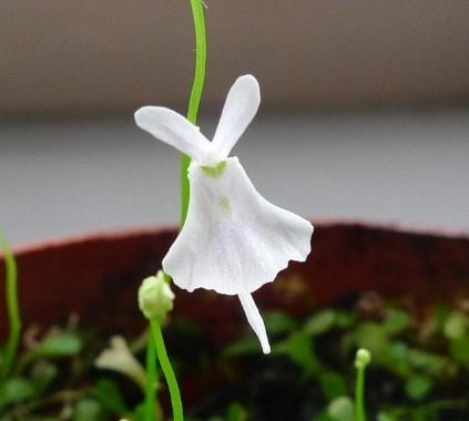 小白兔狸藻为多年生水生食虫草本双子叶植物