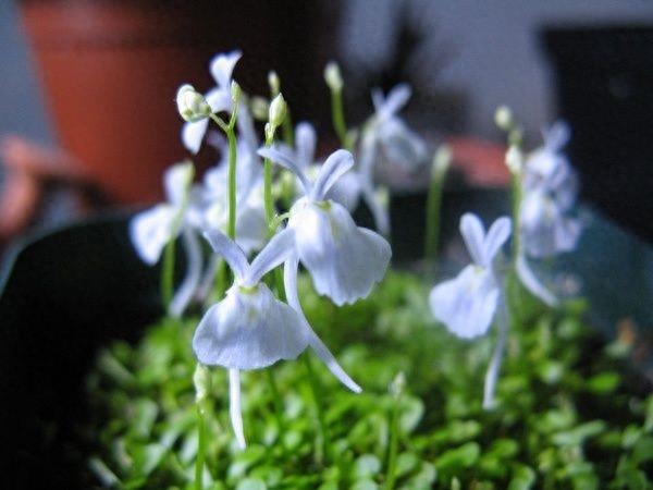 小白兔狸藻为多年生水生食虫草本双子叶植物